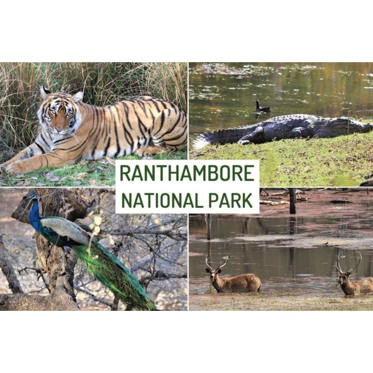 Ranthambore National Park