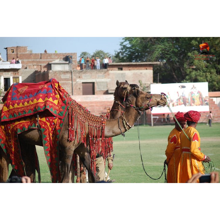 Camel Festival - Bikaner