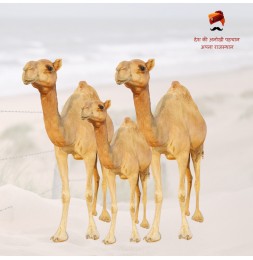 Happy World Camel Day 22 June