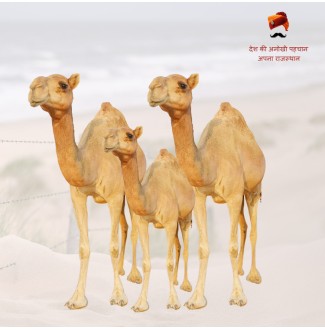 Happy World Camel Day 22 June