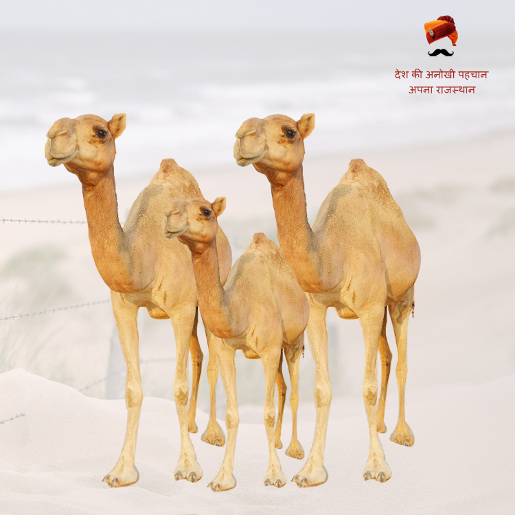 Happy World Camel Day 22 June