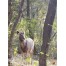 Ranthambhore National Park - Sawai Madhopur