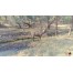 Ranthambhore National Park - Sawai Madhopur