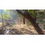 Ranthambhore National Park - Sawai Madhopur