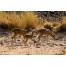 Ranthambhore National Park - Sawai Madhopur