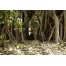 Ranthambhore National Park - Sawai Madhopur