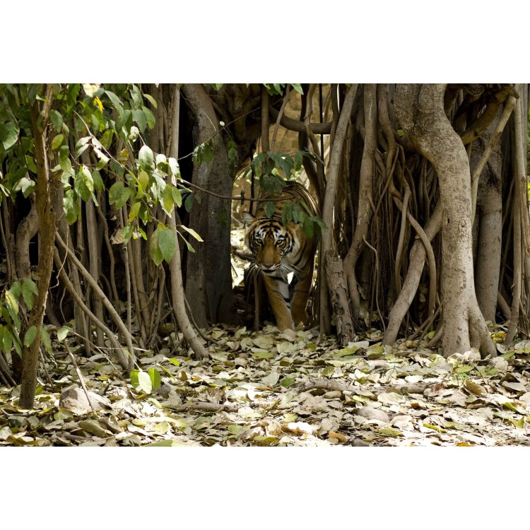Ranthambhore National Park - Sawai Madhopur