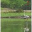 Getolav Bird Habitat - Dausa