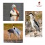 Getolav Bird Habitat - Dausa