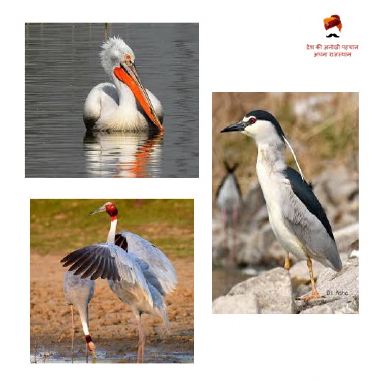 Getolav Bird Habitat - Dausa