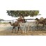 National Research Centre on Camel - Bikaner