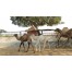 National Research Centre on Camel - Bikaner