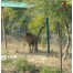 Sajjangarh Biological Park - Udaipur