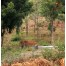 Sajjangarh Biological Park - Udaipur
