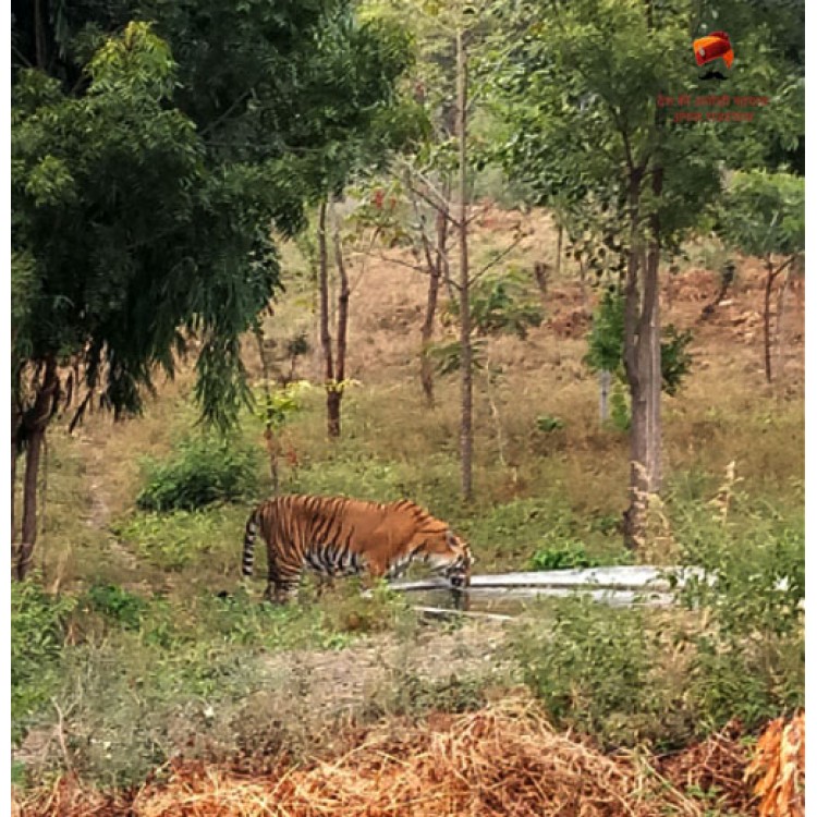 Sajjangarh Biological Park - Udaipur