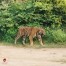 Sariska Tiger Reserve - Alwar