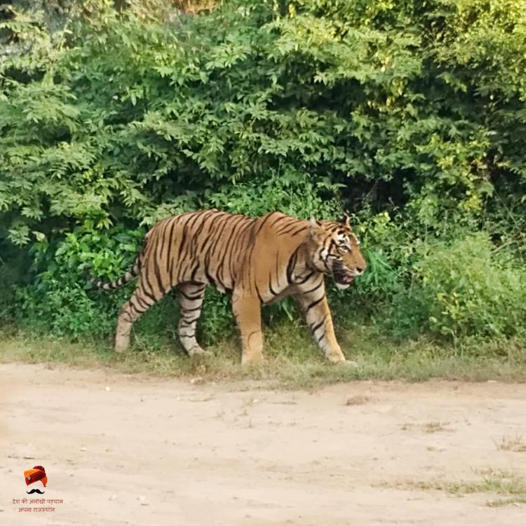 Sariska Tiger Reserve - Alwar