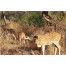 Sariska Tiger Reserve - Alwar